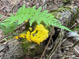 Attēlu rezultāti vaicājumam “Fuligo septica var. candida”