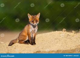 Attēlu rezultāti vaicājumam “Vulpes vulpes  juvenile”