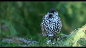 Image result for Nucifraga caryocatactes