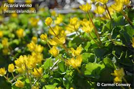 Attēlu rezultāti vaicājumam “Ficaria verna”