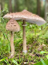 Attēlu rezultāti vaicājumam “Macrolepiota”