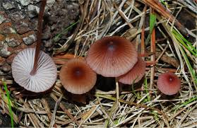 Attēlu rezultāti vaicājumam “Mycena purpureofusca”