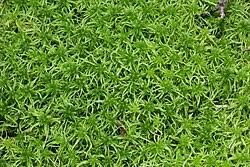 Attēlu rezultāti vaicājumam “Sphagnum inundatum”