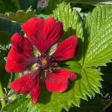 Attēlu rezultāti vaicājumam “Potentilla argentea fruit”
