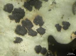 Attēlu rezultāti vaicājumam “Arthonia spadicea”