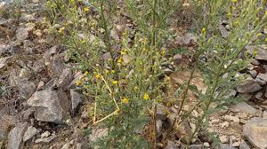 Attēlu rezultāti vaicājumam “Senecio viscosus flower”