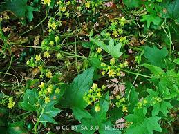 Attēlu rezultāti vaicājumam “Bryonia alba bud”