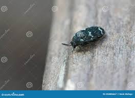 Attēlu rezultāti vaicājumam “Megatoma undata”