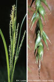 Attēlu rezultāti vaicājumam “Carex sylvatica fruit”