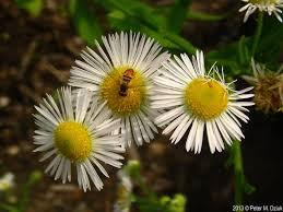 Attēlu rezultāti vaicājumam “Erigeron annuus flower”