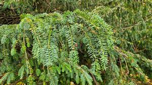 Attēlu rezultāti vaicājumam “Taxus baccata leaf”