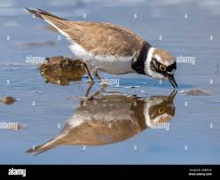 Attēlu rezultāti vaicājumam “Charadrius dubius adult”