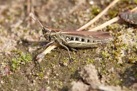 Attēlu rezultāti vaicājumam “Chortippus sp.”