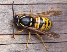 Attēlu rezultāti vaicājumam “Vespula rufa”