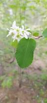 Attēlu rezultāti vaicājumam “Amelanchier spicata flower”