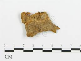 Attēlu rezultāti vaicājumam “Asterodon ferruginosus”