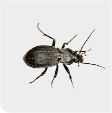 Attēlu rezultāti vaicājumam “Carabus hortensis”