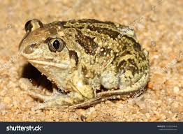 Attēlu rezultāti vaicājumam “Pelobates fuscus”