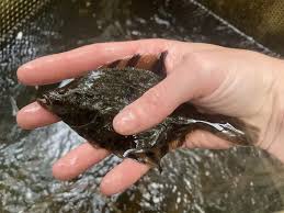 Image result for Parophrys vetulus