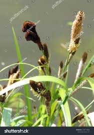 Attēlu rezultāti vaicājumam “Carex panicea flower”