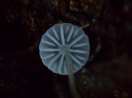 Attēlu rezultāti vaicājumam “Lycogala exiguum aggr. young”