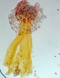 Attēlu rezultāti vaicājumam “Didymium xanthopus”