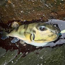 Image result for Lithognathus lithognathus