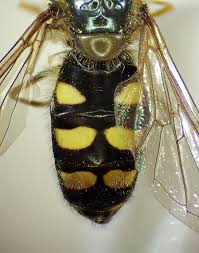 Attēlu rezultāti vaicājumam “Eupeodes nielseni”