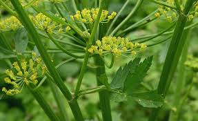 Attēlu rezultāti vaicājumam “Pastinaca sativa subsp. sylvestris leaf”