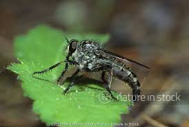 Attēlu rezultāti vaicājumam “Therevidae”