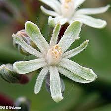 Attēlu rezultāti vaicājumam “Gymnocladus dioicus flower”