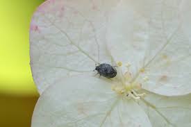 Attēlu rezultāti vaicājumam “Anthrenus verbasci”