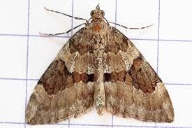 Attēlu rezultāti vaicājumam “Thera variata”