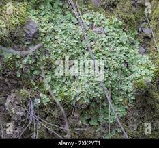 Attēlu rezultāti vaicājumam “Marchantiopsida”