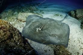 Image result for Hypanus longus