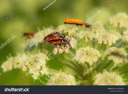 Attēlu rezultāti vaicājumam “Lygistopterus sanguineus”