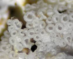 Attēlu rezultāti vaicājumam “Porotheleum fimbriatum”