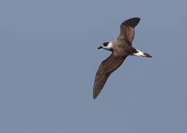 Image result for Pterodroma hasitata