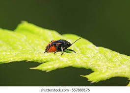 Attēlu rezultāti vaicājumam “Zicrona caerulea”