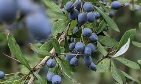 Attēlu rezultāti vaicājumam “Vaccinium uliginosum fruit”