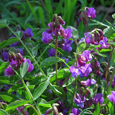 Attēlu rezultāti vaicājumam “Lathyrus vernus”