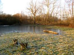 Attēlu rezultāti vaicājumam “Laserpitium pruthenicum”