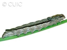 Attēlu rezultāti vaicājumam “Chionaspis salicis imago”