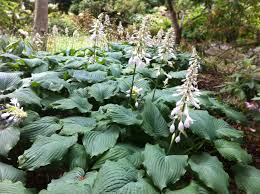 Image result for Hosta sieboldiana 'Elegans'
