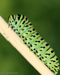 Attēlu rezultāti vaicājumam “Papilio machaon larva”