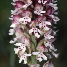 Attēlu rezultāti vaicājumam “Orchis ustulata”