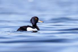 Image result for Aythya fuligula