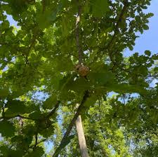 Attēlu rezultāti vaicājumam “Biorhiza pallida”