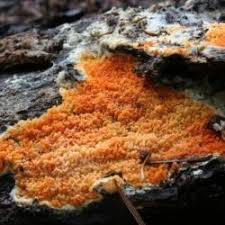 Attēlu rezultāti vaicājumam “Leucogyrophana mollusca”