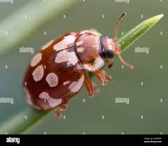 Attēlu rezultāti vaicājumam “Myrrha octodecimguttata”